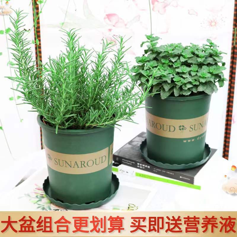 Rosemary Potted Seedlings, Fresh Edible Herb Plants, Steak with Thyme, Mint, Perilla, Basil Leaves