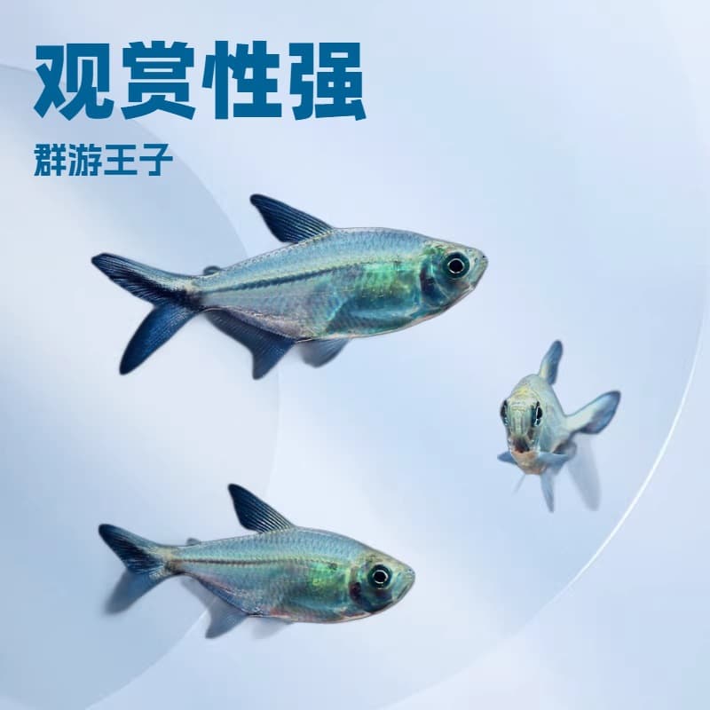 Small schooling tropical fish, Blacktail Big Hook, Blacktail Flag Fish, live pet, schooling fish, aquascaping fish, ornamental fish