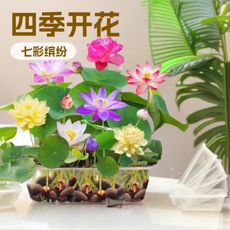 Colorful Bowl Lotus Seeds for Hydroponic Cultivation, Four-Season Lotus and Water Lily Fragrant Lotus Root Green Plant Aquatic Lotus Seeds