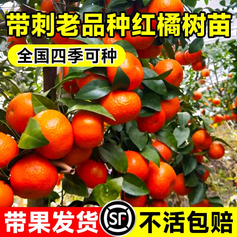 Authentic red orange saplings, ground-planted potted Sichuan red orange seedlings, old varieties planted in the north and south, citrus sugar orange seedlings