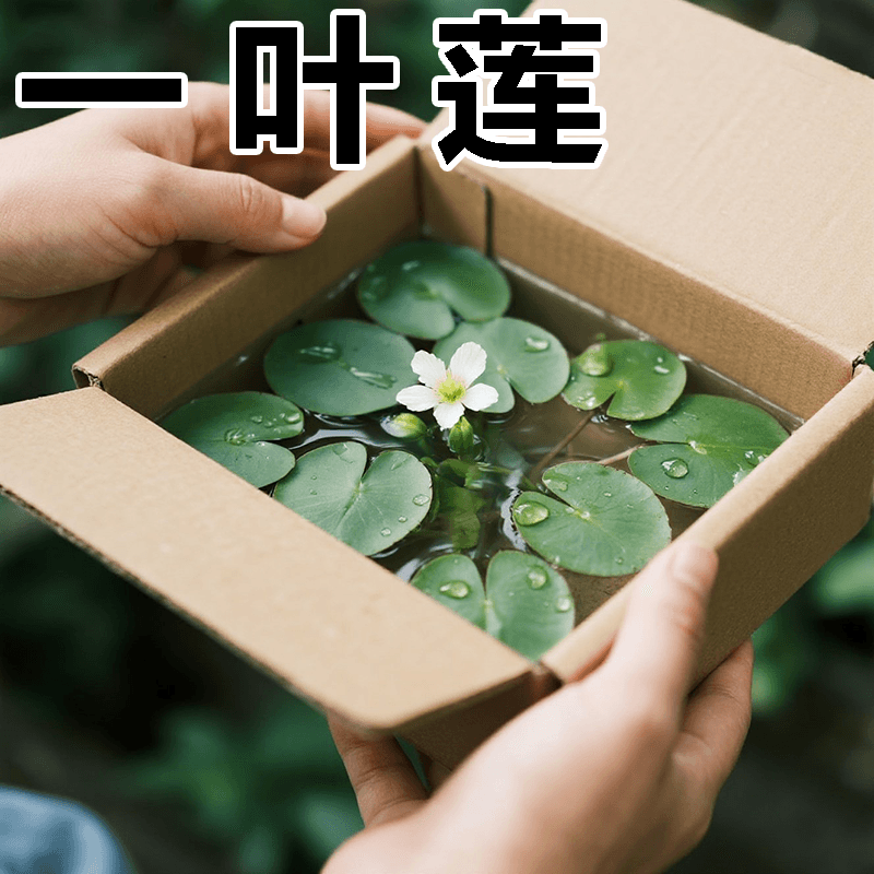 One-leaf lotus soilless aquatic hydroponic plant aquatic water fish basin pond lotus potted lotus water pond aquatic plant