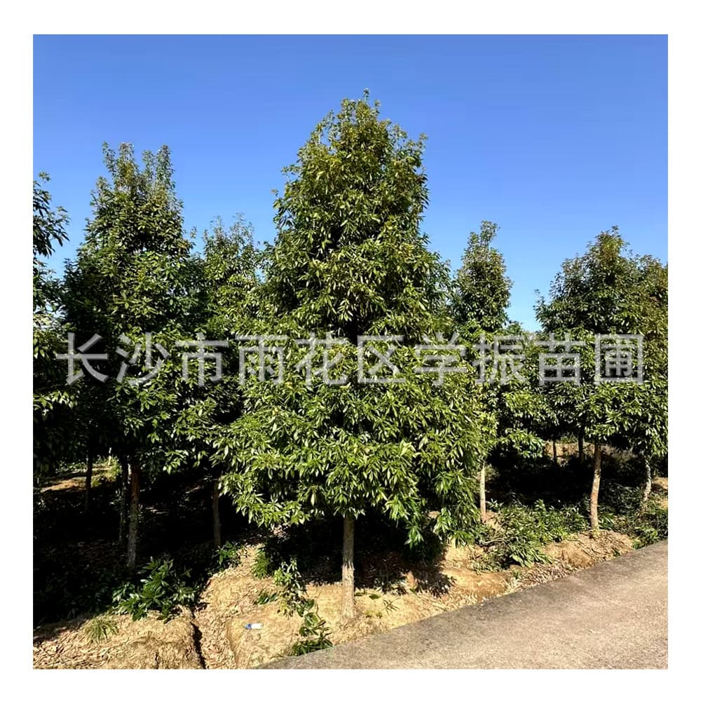Nursery wholesale golden nanmu, 12cm golden nanmu saplings, full range of sizes, beautiful tree shape, competitive prices