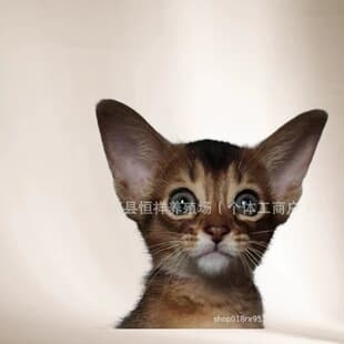 Purebred Abyssinian Cat Kitten Live Cat Shorthair Abyssinian Cat Live Fawn Blue Ruddy Live Cat