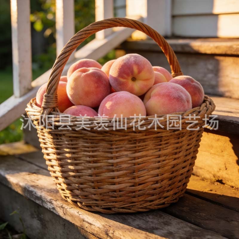 Wholesale Peach Seeds Freshly Harvested Peach Kernels Wild Peach Seeds Peach Tree Seeds Peach Seeds Apricot Seeds