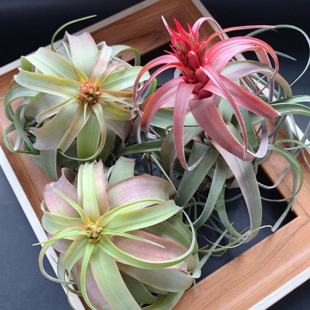 Rainforest Purple Passion, Air Plant Soilless Low-Maintenance Plants
