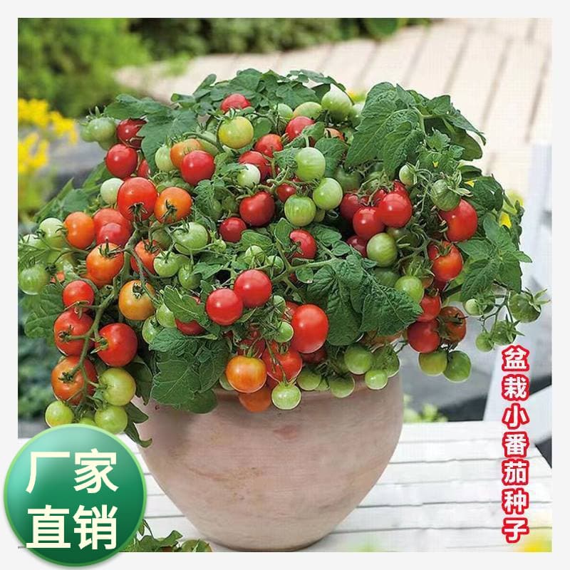 Dwarf Tomato Seeds, Cherry Tomato Seeds, Tomato Seedlings, Four Seasons Balcony Potted Vegetables and Fruits