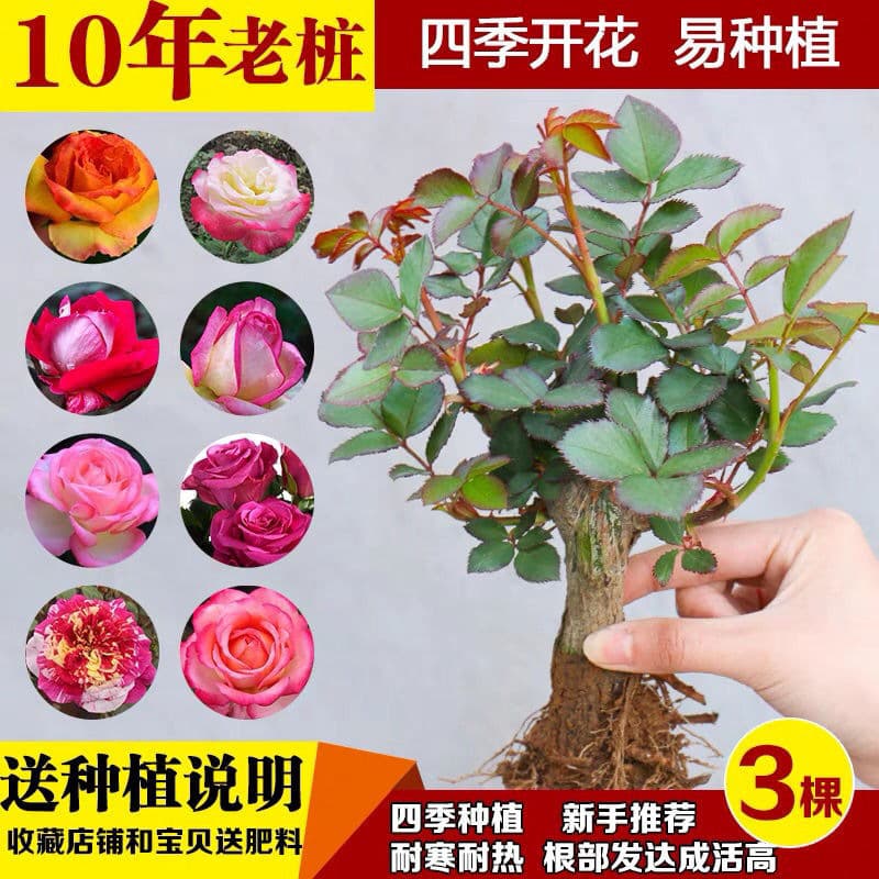 Larola Rose Seedlings Four Seasons Rose Old Stump Potted Flowers Garden Courtyard Balcony Indoor Monthly Rose Plants Green Plants Old Roots