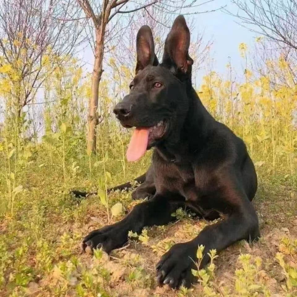 Wholesale Purebred Black Wolf Dog Pet Dog Puppy Live Puppy Large Dog Explosion-proof Dog Guard Dog Working Dog