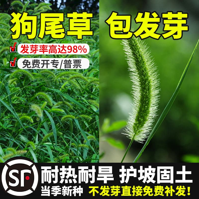 Setaria seeds, weed seeds, Setaria seeds, drought-tolerant greening ornamental grass seeds, slope protection forage grass