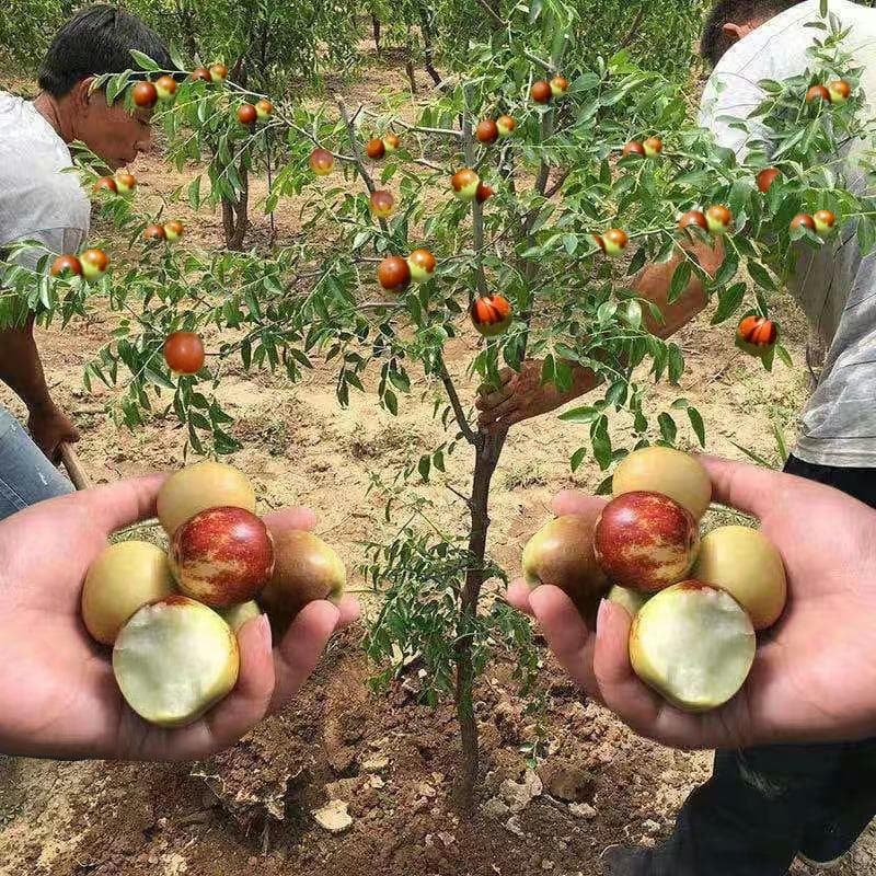 Jujube Seedlings Live Jujube Tree Fruit Tree Seedlings Suitable for North and South China Potted or Ground Planting Courtyard Jujube Trees Fruit Seedlings Bear Fruit in the Same Year