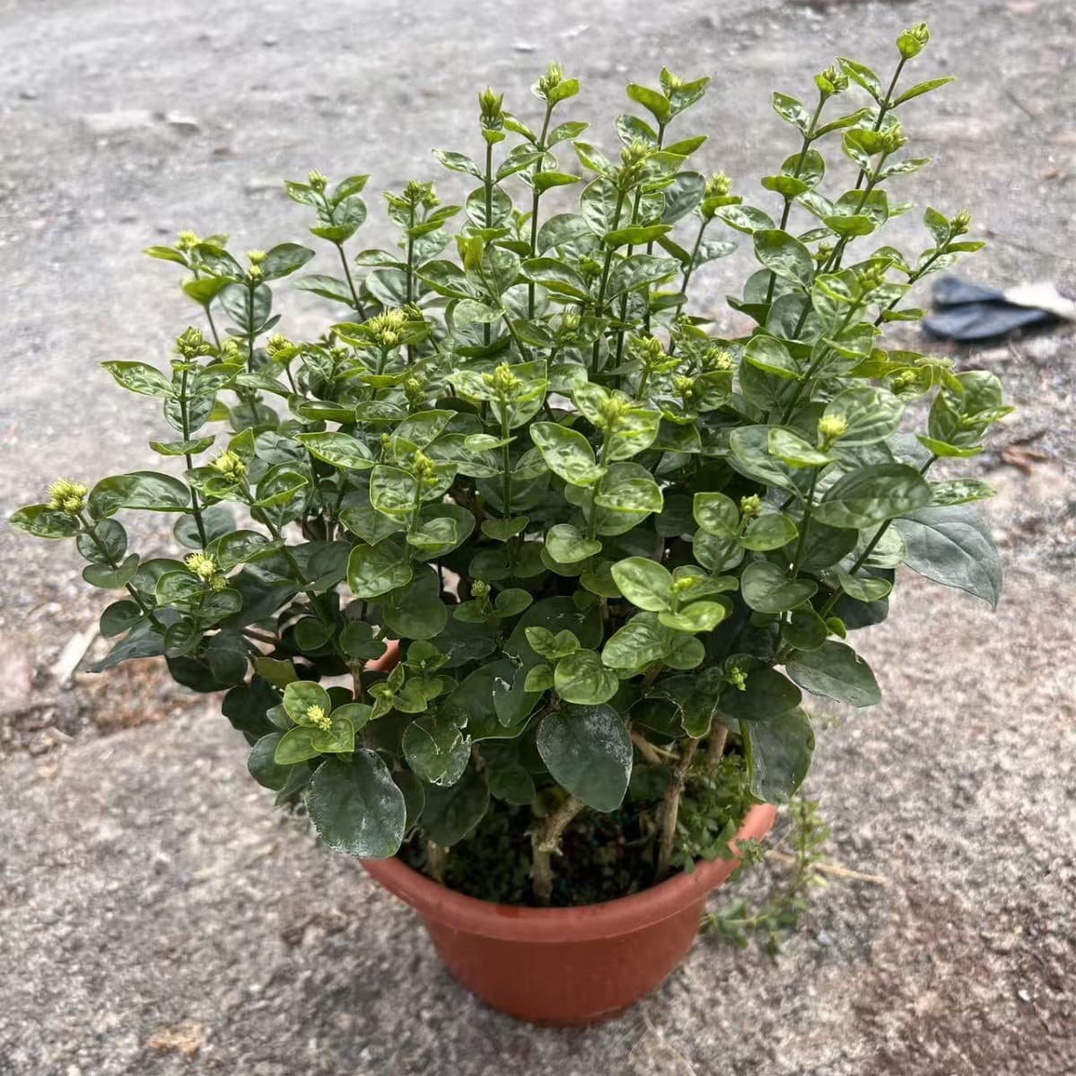 Jasmine Potted Plant, Fragrant Jasmine Potted Plant, Direct from Guangzhou Base, Invoices Available, Special Invoices Available, Easy-Care Indoor Flower