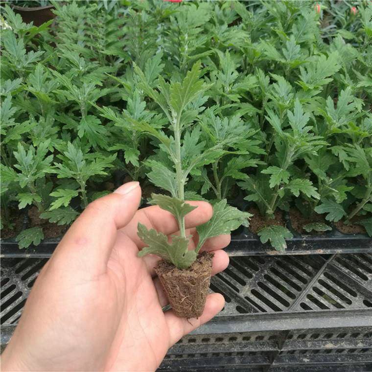 Large Flower Seedling Potted Plant, September Chrysanthemum Ping Pong Chrysanthemum Perennial Edible Four-Season Blooming Chrysanthemum Indoor Outdoor Green Plant