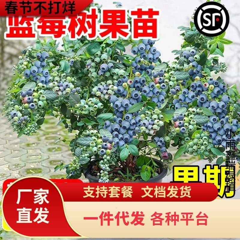 Blueberry Tree Seedlings Potted with Fruits Indoor Balcony North and South Ground Planting Cold-Resistant Floral Blueberry Tree Bears Fruit in All Seasons