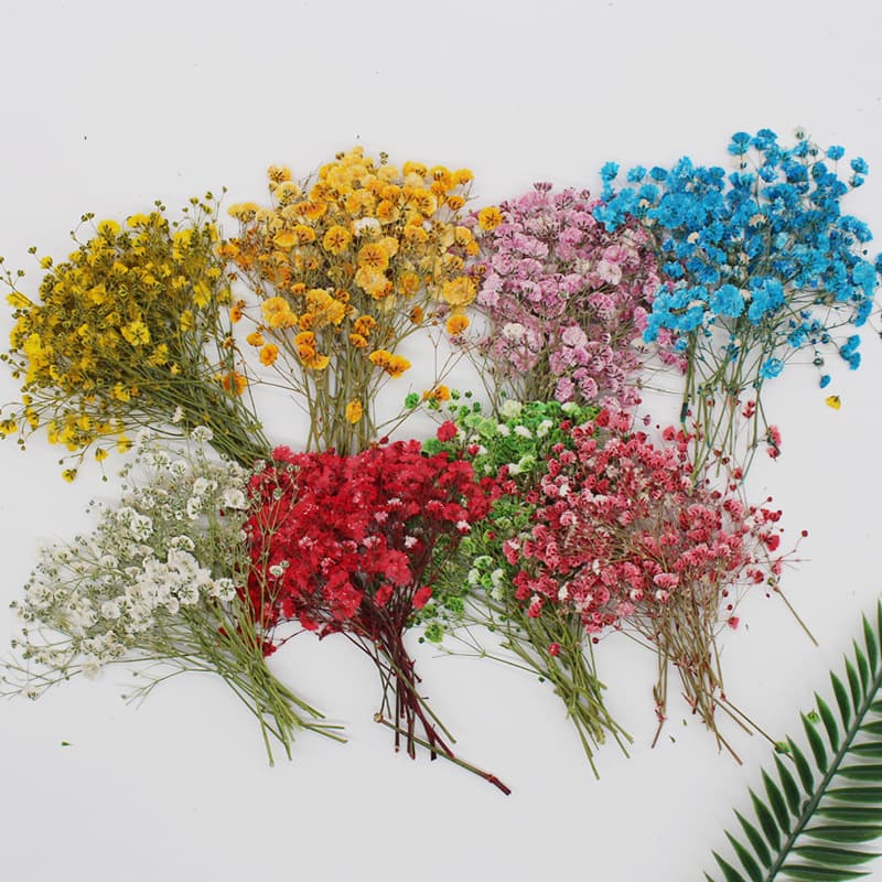 Wholesale dried flowers, pressed flowers, plant specimens, DIY crafts, epoxy resin phone cases, bookmarks, greeting cards