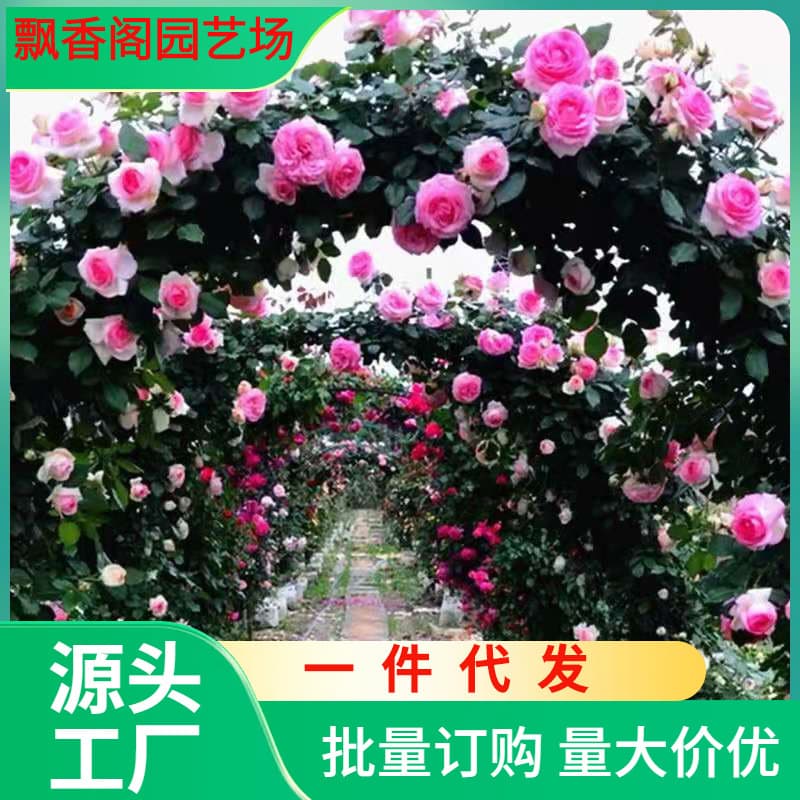 Drop Shipping [ ] Four-Season Rose Seedlings Climbing Rose Large Flowers Fragrant Garden Climbing Plant Flowers