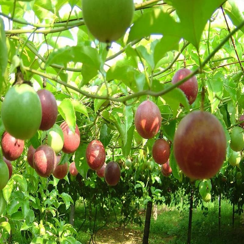 Base Wholesale Zixiang No. 1 Passion Fruit Seedlings Tainong Passion Fruit Seedlings Potted Ground Planting Results in the Same Year