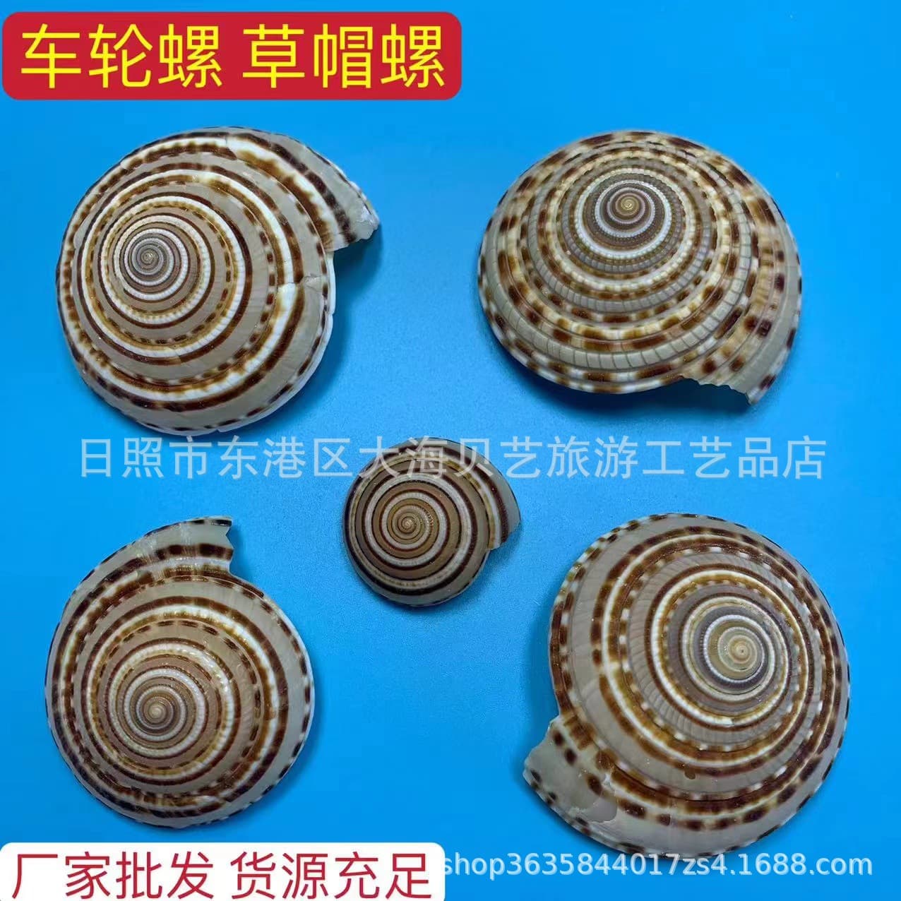 Wheel Straw Hat Natural Shell Conch Aquarium Aquatic Coral Scaping Decoration Handicraft Making Platform Photography