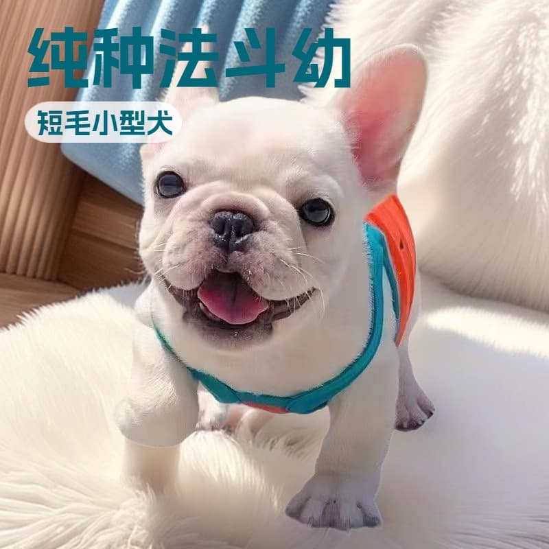 Custom Purebred French Bulldog Puppy Live Dog Pet French Bulldog Companion Dog for Family