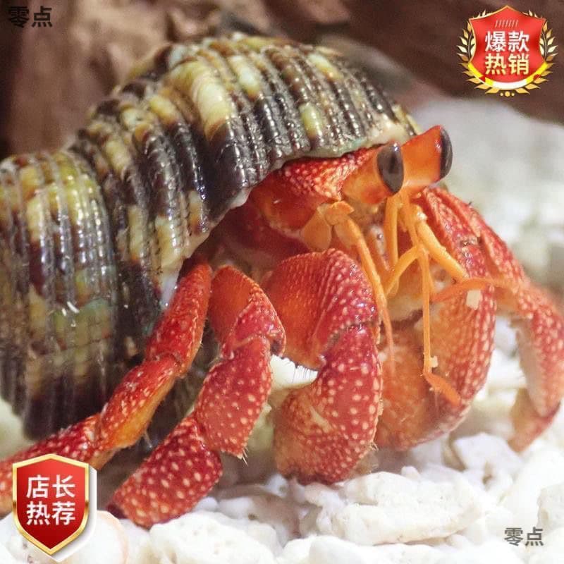 Cute Pet Hermit Crab, Ornamental Short-Wristed and White Land Hermit Crab, Adorable Crab Factory Direct Sales, AliExpress