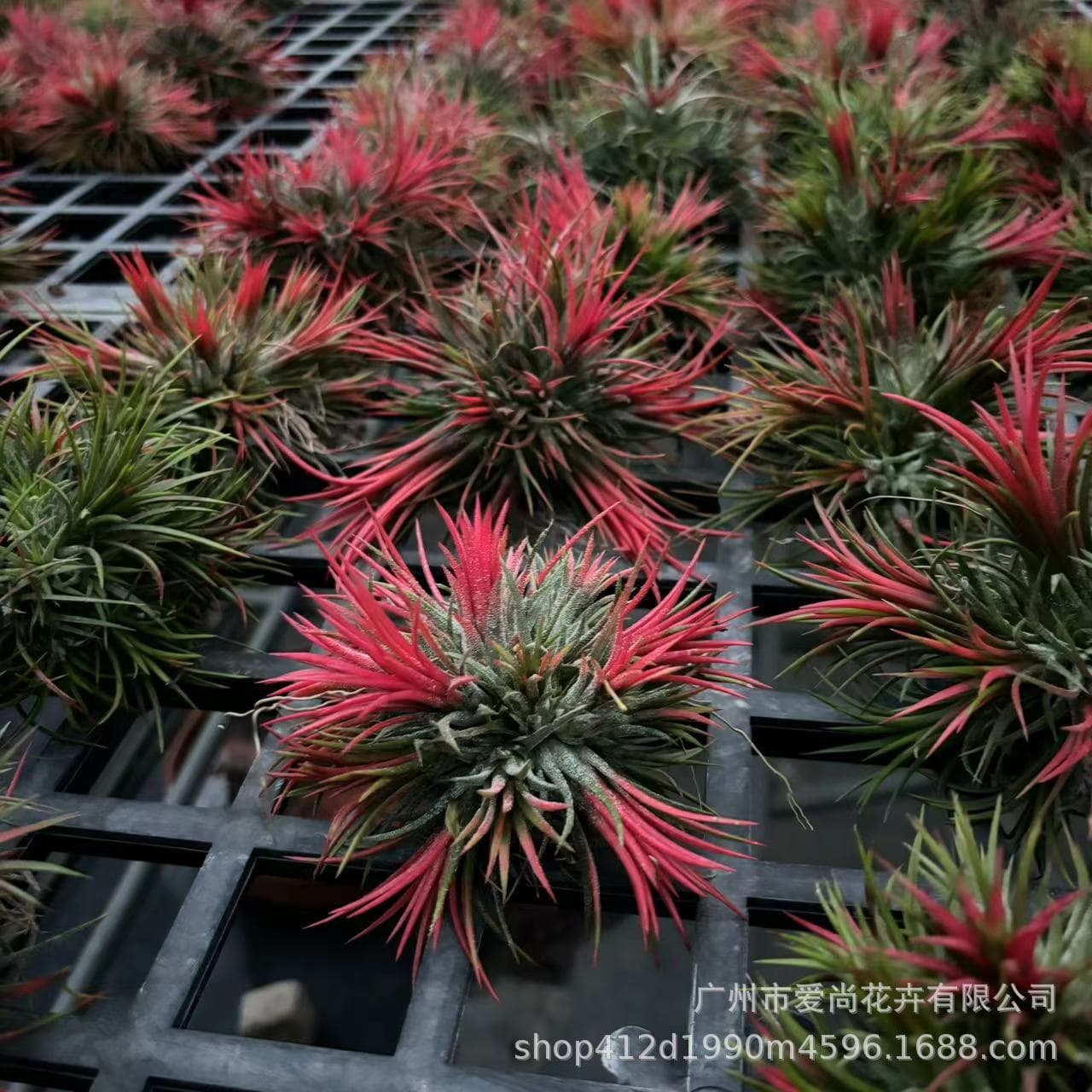 Air Plant Wholesale Multiple Varieties Complete - Red Elf Medusa Soilless Gift Plants for Handmade Landscaping