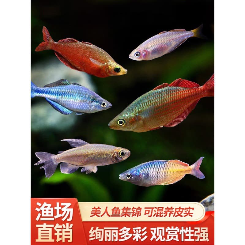 Tropical Fish: Rainbowfish, Congo Tetra, Blue Tetra, Electric Blue, Ornamental Fish, Tank Starter, Live Fish