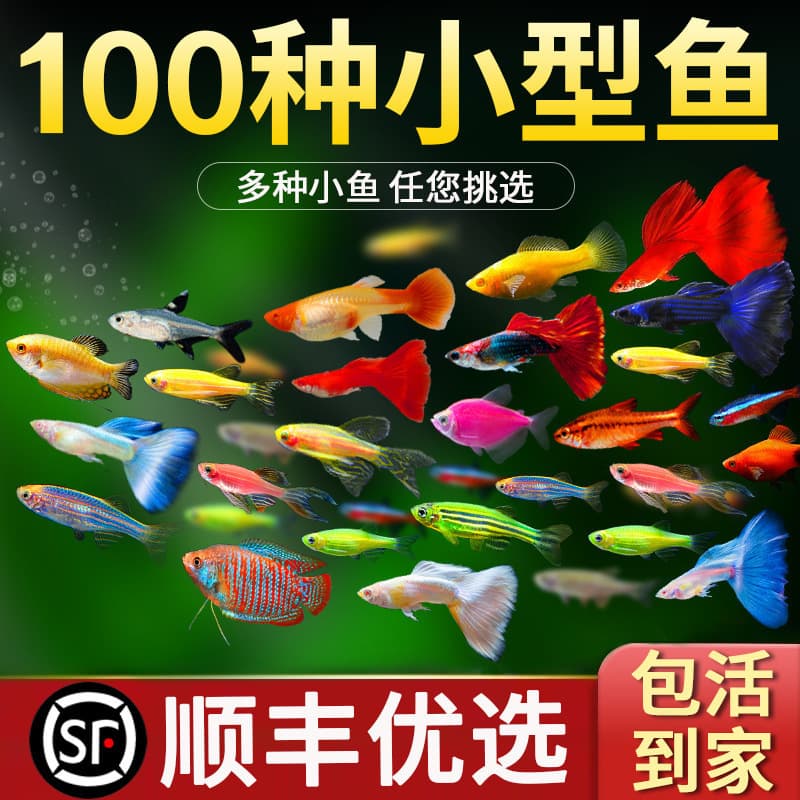 Small Tropical Cichlid Fish, Zebra Fish, Large Ornamental Fish, Freshwater Easy-To-Keep Hardy Live Fish, Live Guppy Fry, Live Cleaner Fish