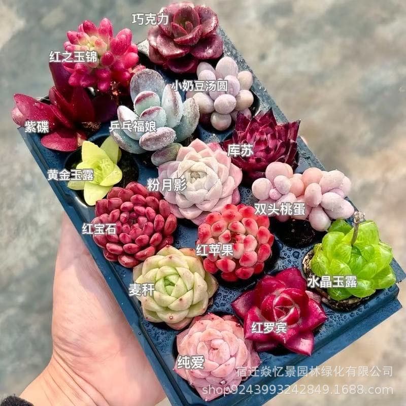 Succulent Plant Set with Pots, Indoor Small Potted Plants, Premium Haworthia, Large, Easy to Grow, Flowers and Greenery
