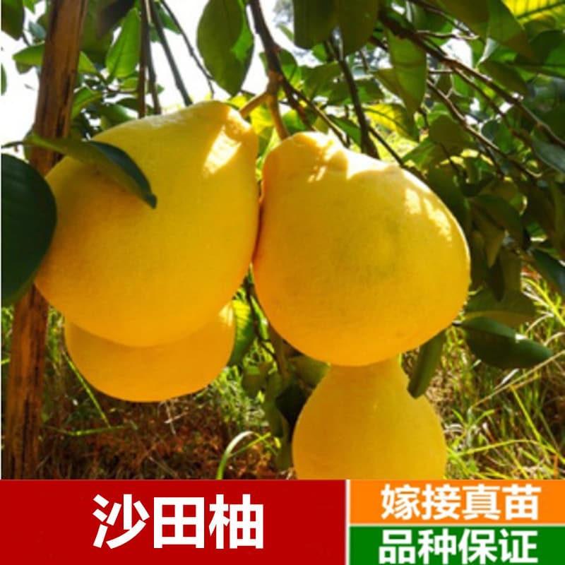 Siamese Honey Pomelo Tree, Pomelo Sapling, Red Heart Honey Pomelo Grafted with Thai Green-Skinned Honey Pomelo Fruit Tree Seedlings, Fruit Seedlings in the Same Year