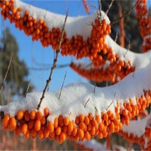 Central Asian sea buckthorn tree seedling, Russian large fruit sea buckthorn seedling potted, ground planted sea buckthorn fruit tree seedling, suitable for north and south planting
