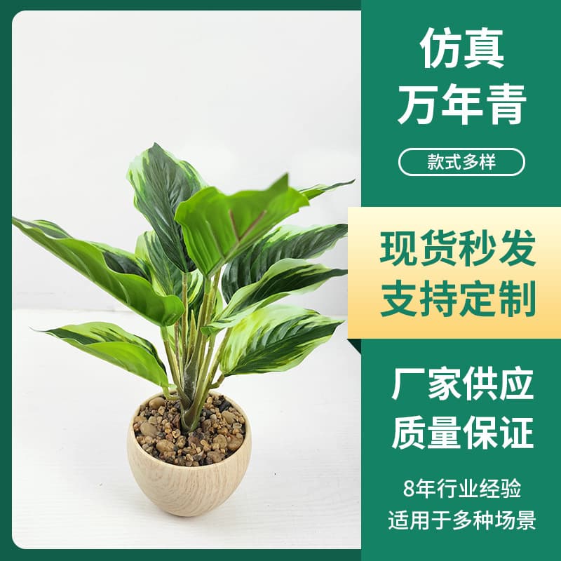 Large-leaf green princess gold diamond potted indoor large-scale living room green plants hydroponic flowers Dieffenbachia is a good plant for all seasons