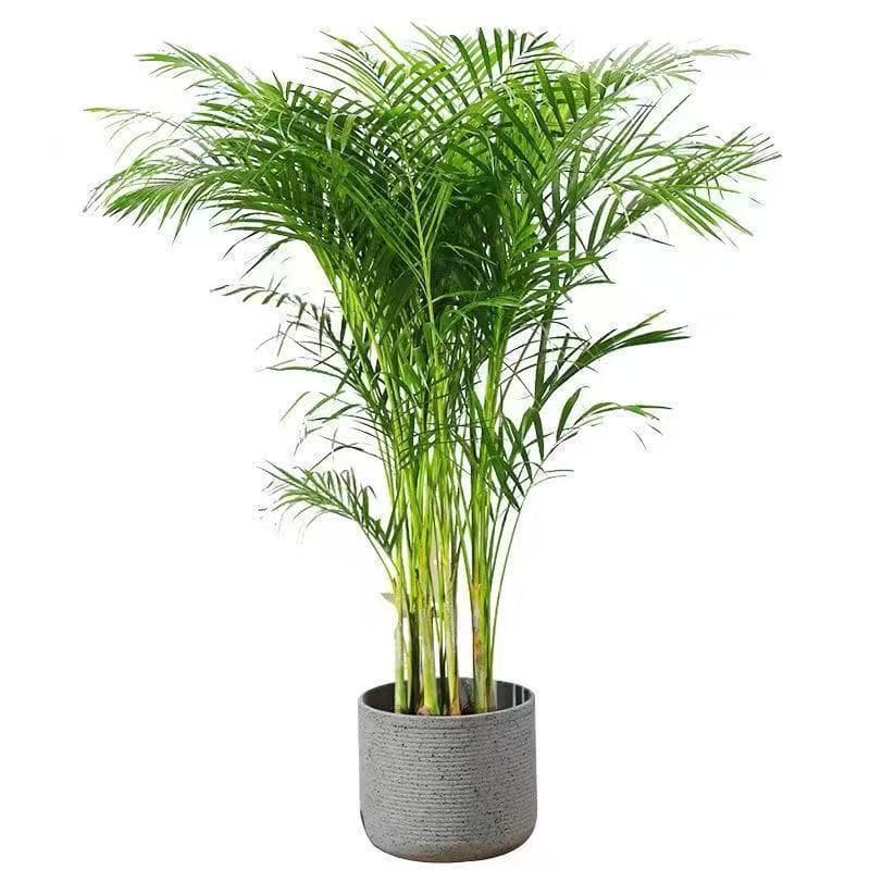 Areca Palm, Money Tree, Umbrella Plant, Fiddle Leaf Fig Potted Plants