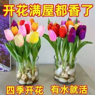 Imported Hydroponic Tulip Bulbs Large Bulbs Five-Degree Bulbs Soil-Grown Tulip Flower Bulbs Cold-Resistant Winter Blooming Easy to Grow