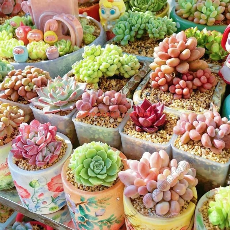 Easy-To-Grow Indoor Large Succulent Plants, Green Plants, Small Potted Plants, Precious Old Stump Plants for Kindergarten
