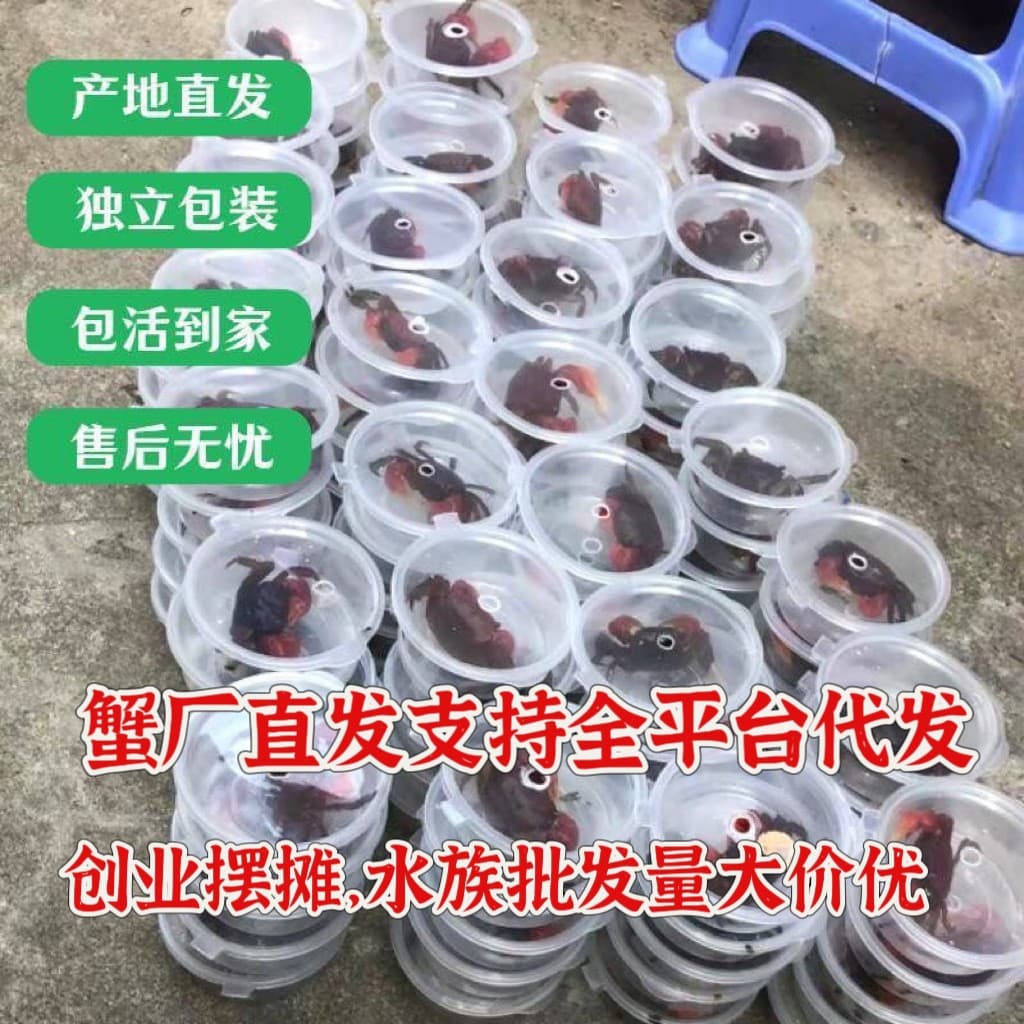 Fiddler Crab, Chili Crab, Companion Crab, Stall Retail, Ornamental Crab, Small Crabs, Live Pet Reptile Wholesale Crabs