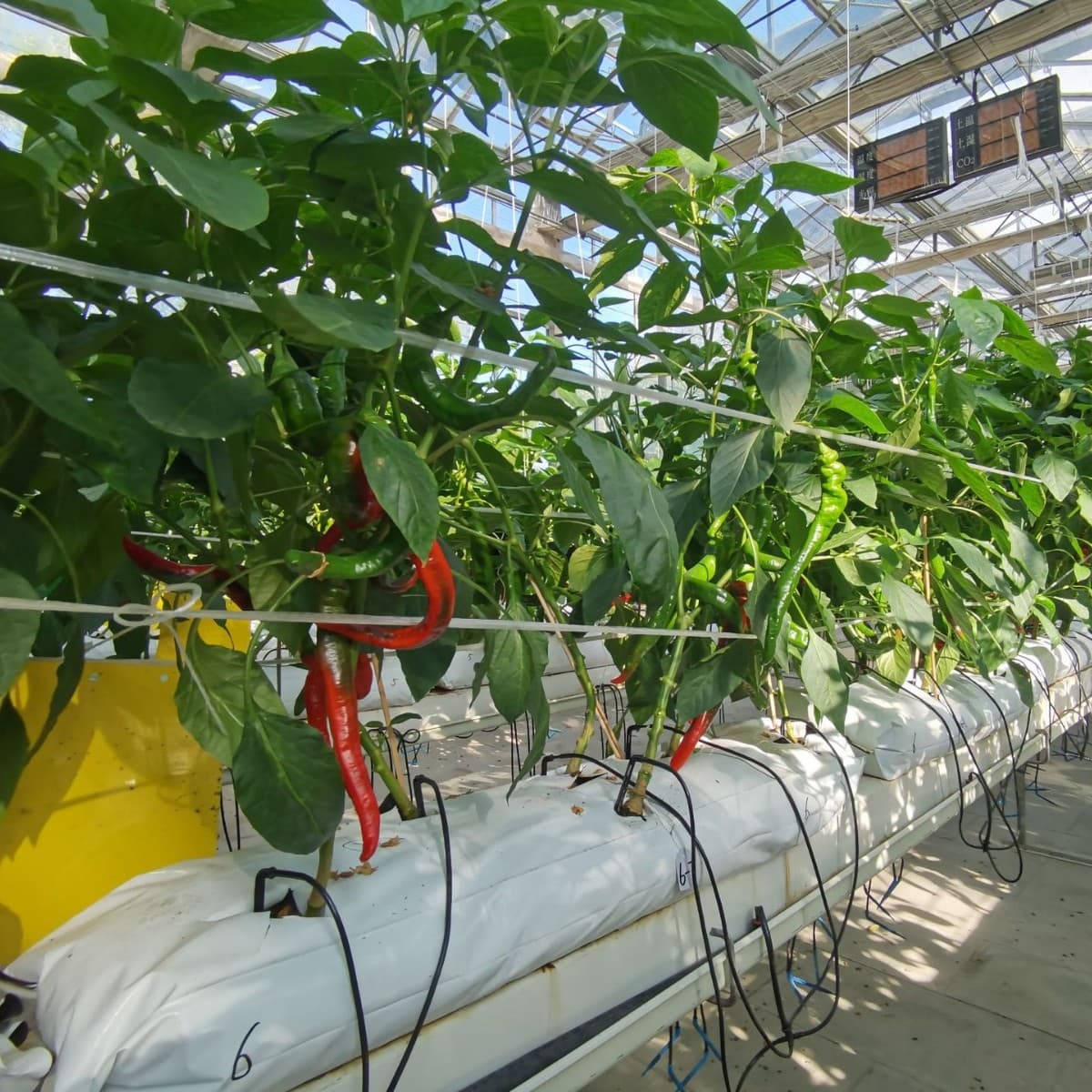 Soilless Cultivation Grow Bags, Strawberry Specific Substrate Strips, Horizontal Planting Growth Bags, Factory Direct