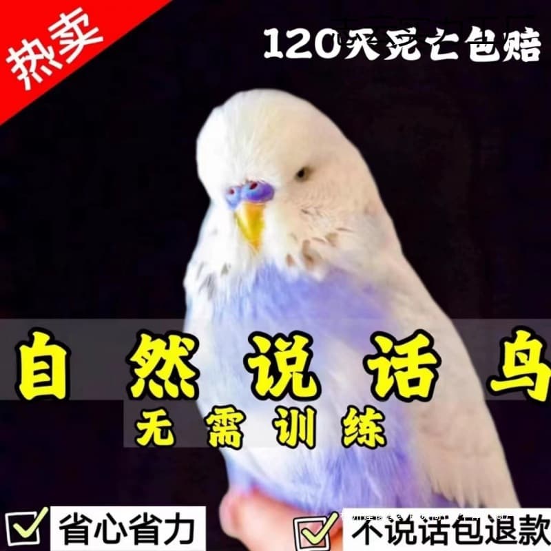 Large-Headed Budgerigar, Live Black Bird, Talking Bird, Pet Young Ornamental Bird, Cockatiel, Ornamental Peony Young Bird