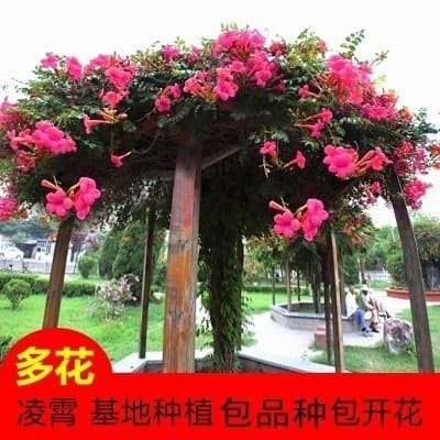 Wholesale Lingxiao Flower Seedlings, Courtyard Climbing Plants, Lingxiao Old Pile Potted Plants, Four-Season Flowering Wisteria Saplings, Climbing Florals