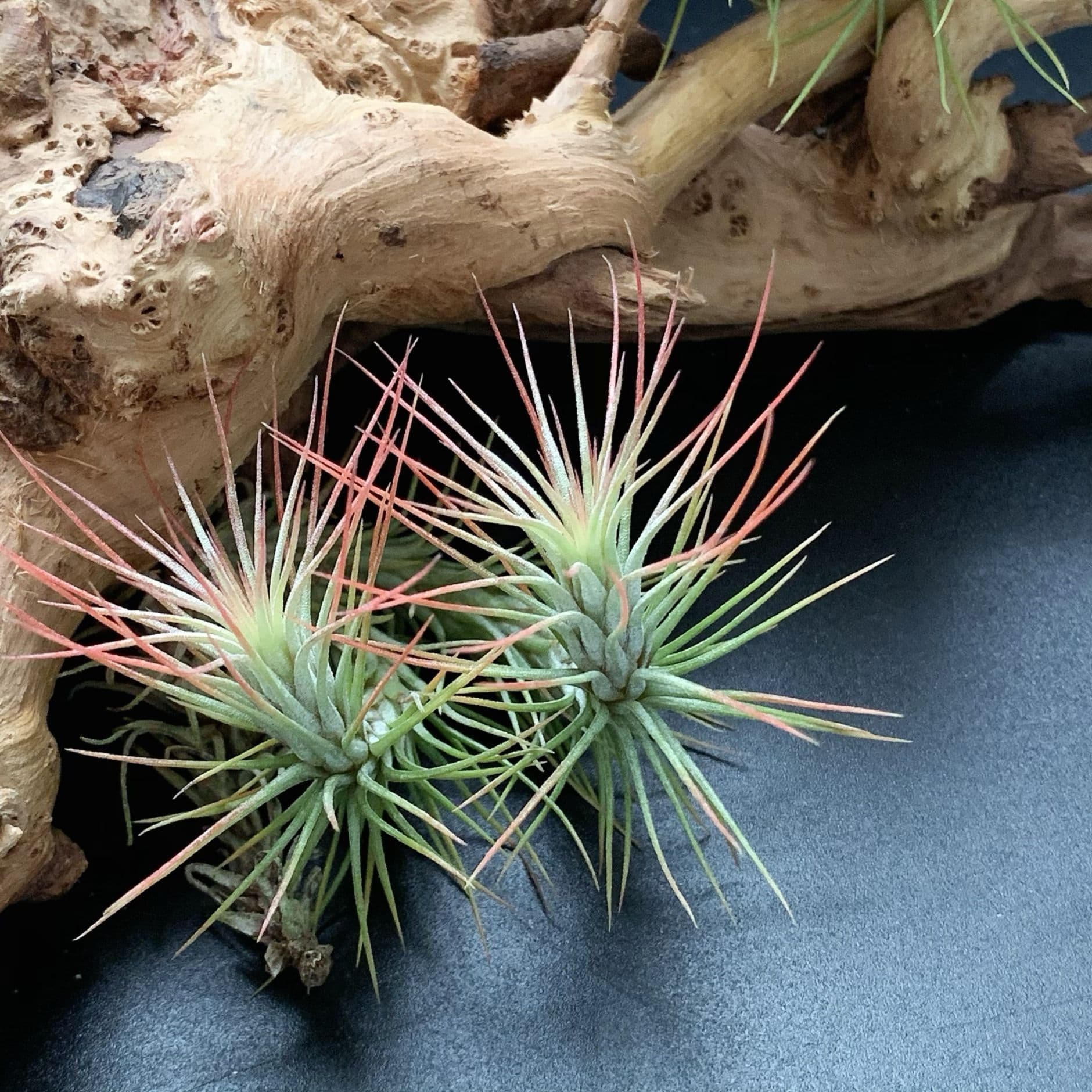 Small Fox Tail Direct from Manufacturer Base Shipping Air Plant Soilless Plant Lazy Novelty Plant
