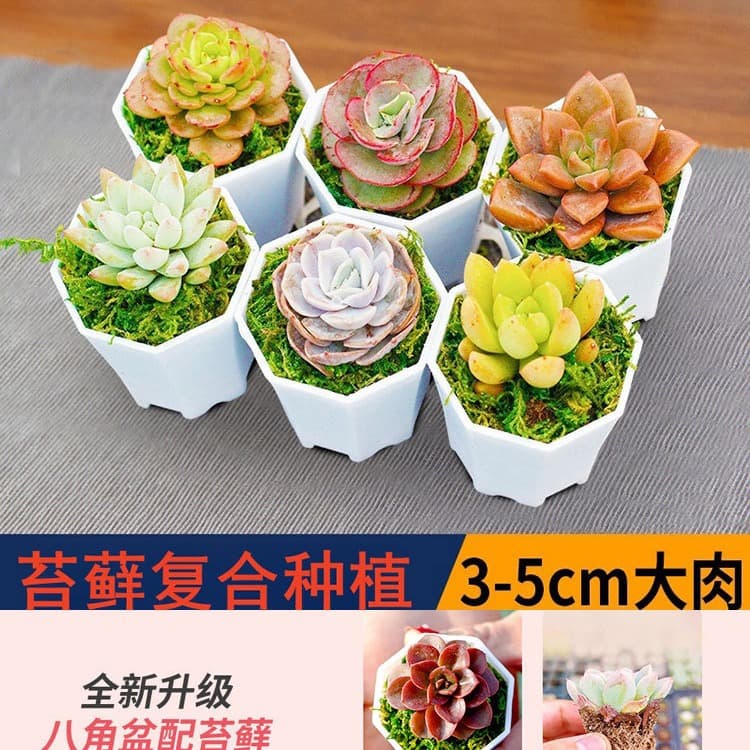 Succulent Plants with Pots, Potted Plant Combination, Large Succulent Flowers, Beautiful Small Succulent Potted Plants