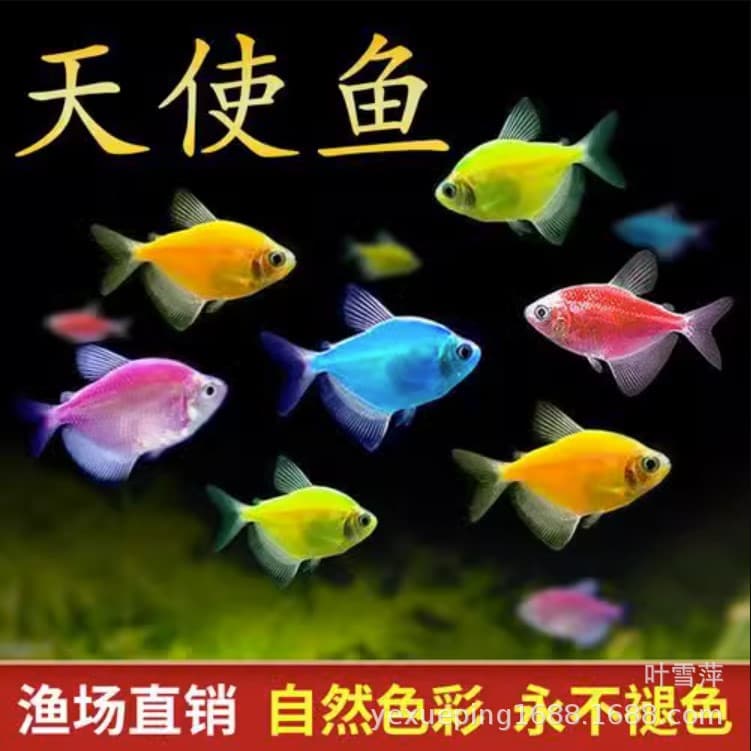 Live Angelfish Tropical Ornamental Fish Red Blue Purple Yellow Green Emerald Tiger Red Dress Yellow Dress Farm Wholesale