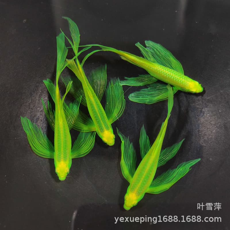 Butterfly-winged Emerald Zebra Fish, Fluorescent Zebra Fish, Tropical Ornamental Fish, Small Planted Aquarium Fish, Fish Farm Wholesale