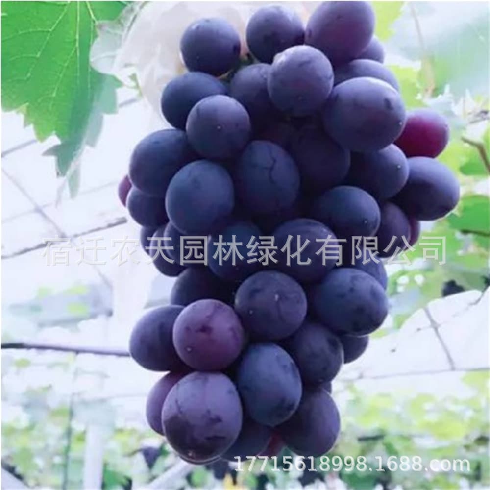 Black Olympia Grape Seedling, Black Beauty Grape Seedling, Grafted Purple Sweet Seedless Grape Tree Seedling, Potted or Ground Planting, Bears Fruit in the Same Year