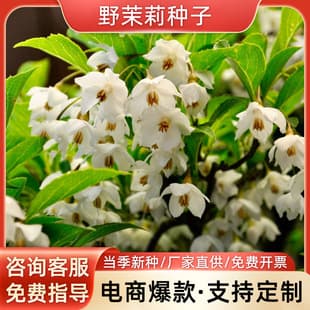 Tiger head jasmine seeds, purple jasmine flower seeds, potted flower plant seeds, high germination rate, bulk discount, high germination
