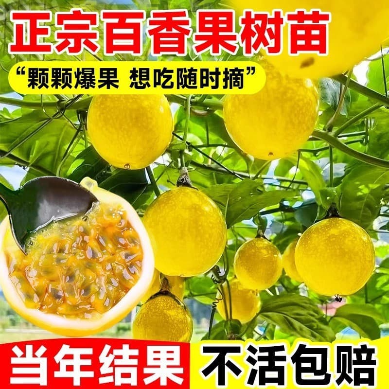 Qinmi No. 9 passion fruit tree seedlings gold passion fruit large seedlings courtyard planting four seasons planting saplings potted plants