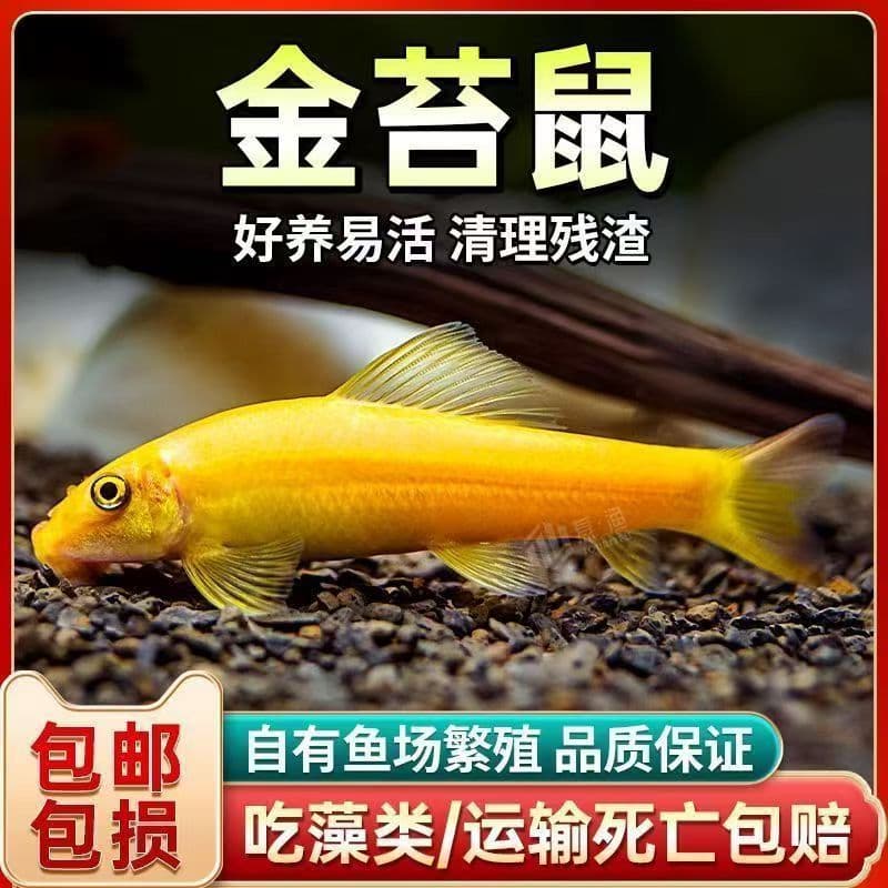 Golden algae-eating fish for aquarium algae removal, freshwater tropical ornamental fish, waste-eating fish