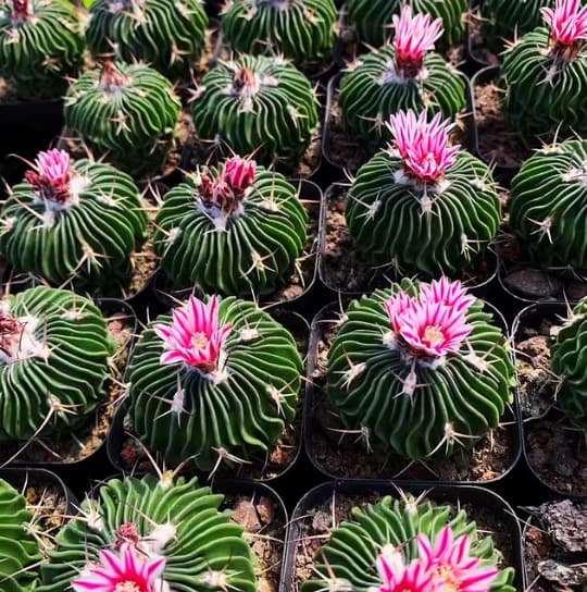 Multifaceted Jade Plant (3-4cm bulb, seedling cactus, flowering, shipped in a tray without soil)
