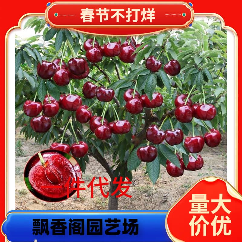 One Piece of Dropshipping Cherry Saplings, Cherry Trees, Potted Plants Suitable for Southern and Northern Planting, Courtyard Fruit Trees, Dwarf Cherry Trees