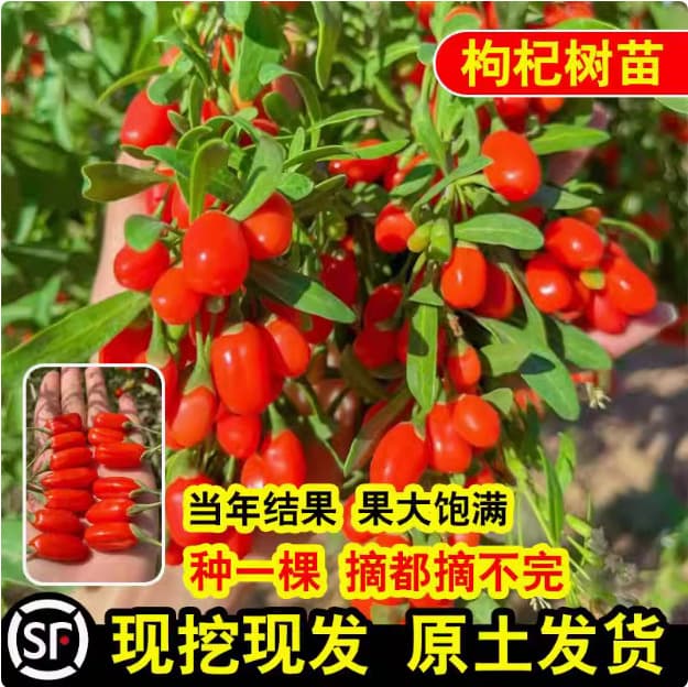 Ningxia and Xinjiang Black Goji Berry Seedlings, Red Edible Goji Berry Seedlings, Old Stump Bonsai Potted Plants for Growing Goji Berry Fruit Trees