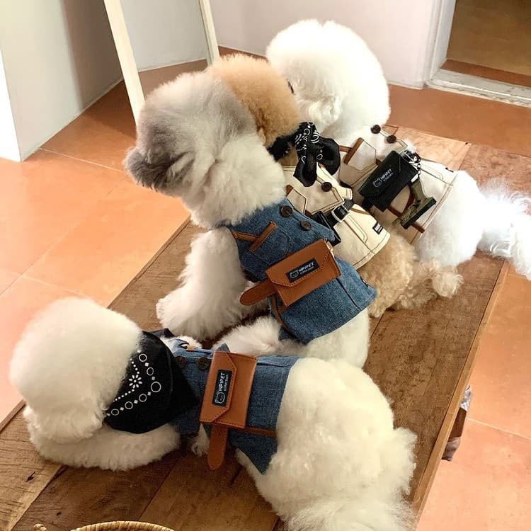 Korean Style Dog Clothes Spring Summer Ins Vest Set for Small Medium Dogs Teddy Bichon Poodle Pet Clothing