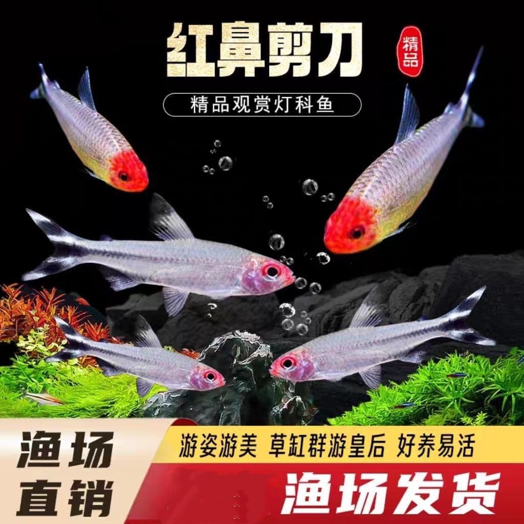 Red Nose Scissorfish - King of Schooling Fish for Planted Tanks, Small Lampfish Tropical Ornamental Fish, Suitable for Red Pen Planted Tanks